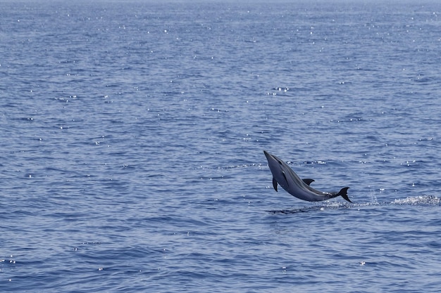 Delfino a strisce felice che salta al tramonto