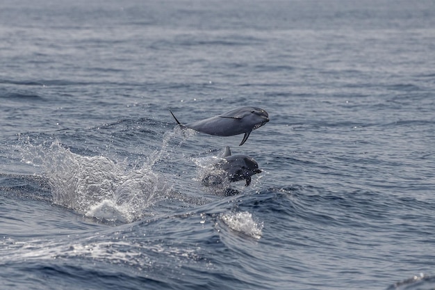 Delfino a strisce mentre salta nel mare blu profondo