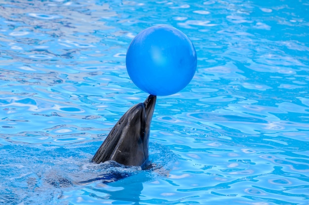 Delfino che gioca con una palla blu. Delfino mantiene la palla sul naso.