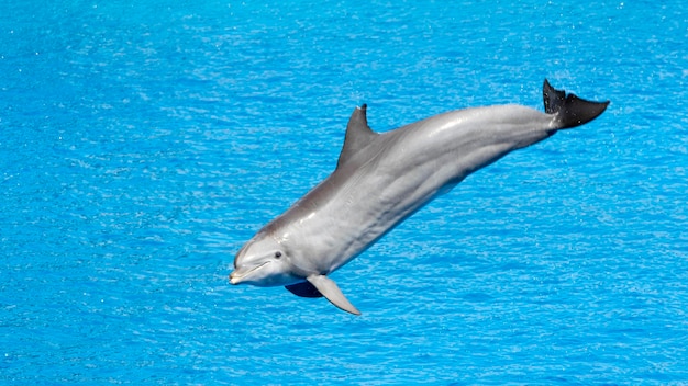 Delfino che salta fuori dall'acqua