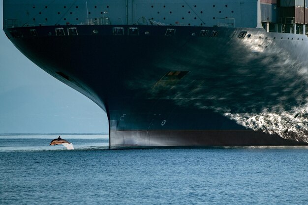 Delfino che salta sopra la prua della nave