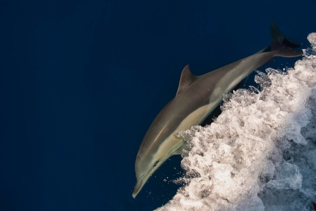 Delfino comune che nuota in superficie