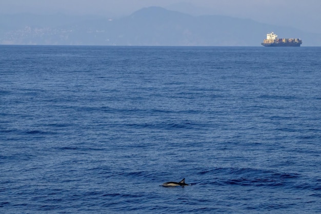 Delfino comune raro nel Mar Ligure mediterraneo