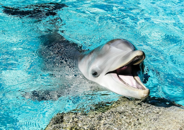 Delfino dal naso di bottiglia che nuota in mare