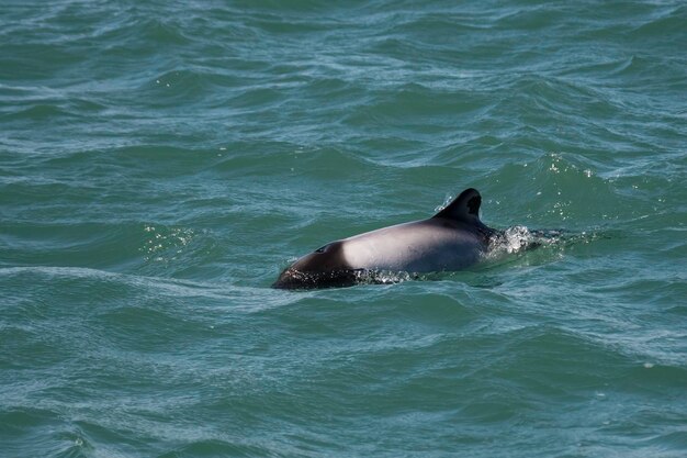 Delfino di Commerson che nuota Patagonia Argentina