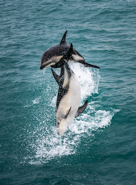 Delfino In Nuova Zelanda