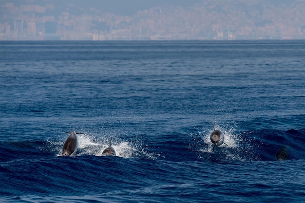 Delfino mentre salta nel mare blu profondo