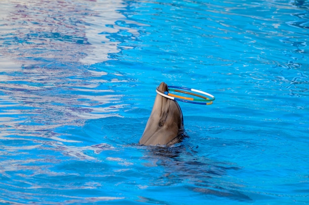 Delfino suona anelli. Delfino ruota i cerchi sul naso.