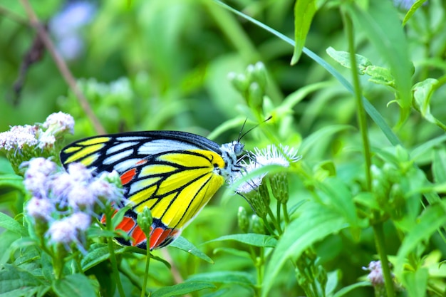 Delias eucharis la Jezebel comune è una farfalla pieride di medie dimensioni che riposa sulle piante da fiore
