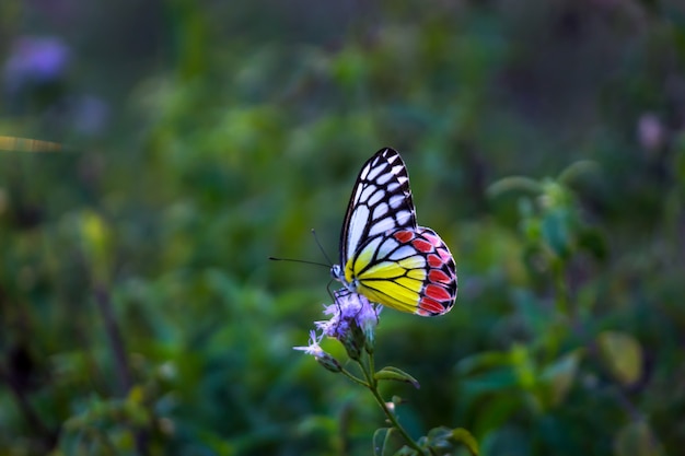 Delias eucharis o farfalla di Jezebel che visita piante da fiore per il nettare