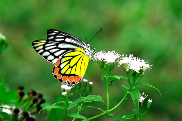 Delias eucharis o farfalla di Jezebel che visitano le piante da fiore per il nettare durante la stagione primaverile