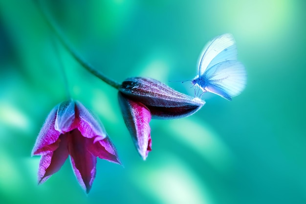Delicata farfalla blu su un fiore viola di clematide in un magico giardino estivo