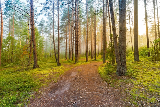 Delicata mattina nebbiosa alba nella foresta. La strada conduce in una foresta nebbiosa