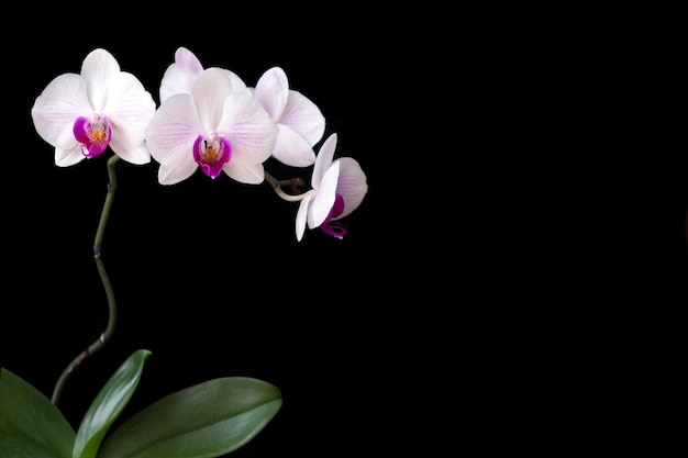 Delicata orchidea bianco-rosa, isolata su sfondo nero con spazio per la copia. Carta floreale.