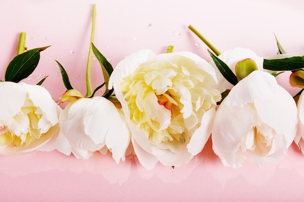 Delicata peonia rosa bianca con petali di fiori su sfondo rosa Vista dall'alto dall'alto piatta Spazio per la copia