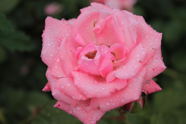 Delicata rosa romantica cosparsa di gocce di rugiada