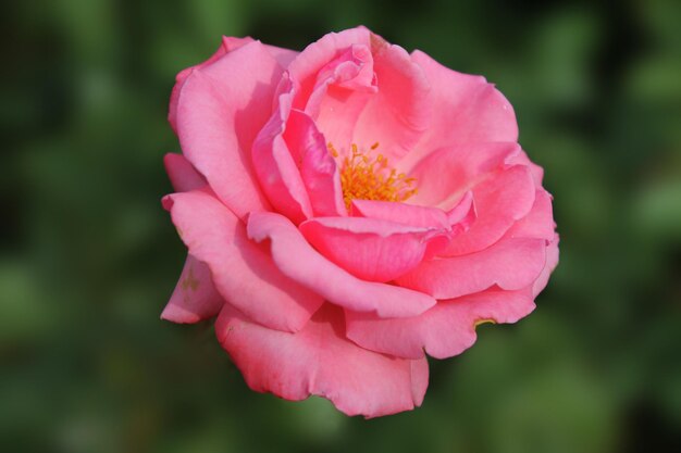 Delicata rosa rosa su sfondo verde scuro isolato