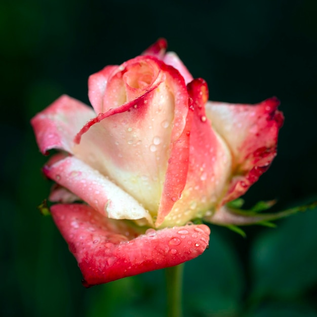 Delicata rosa rosa su uno sfondo di verde estivo i fiori perenni di Rose Floriculture