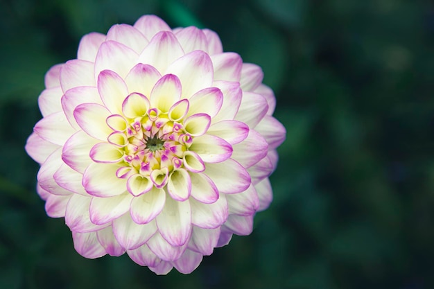 Delicate dalie in fiore bianco-rosa su sfondo naturale. Floricoltura, progettazione del paesaggio.