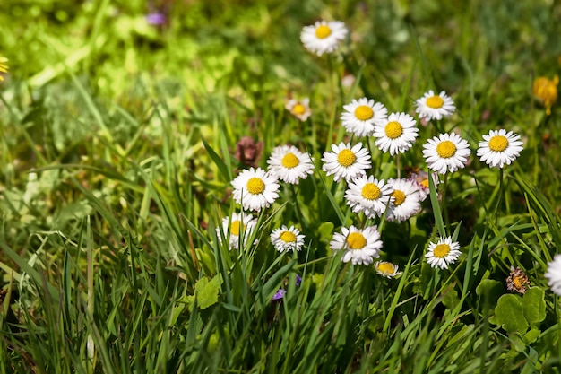 Delicate margherite su un prato verde Primi fiori di campo primaverili