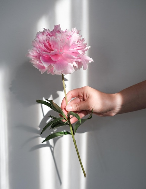 Delicate peonie rosa in una mano femminile su uno sfondo chiaro al sole