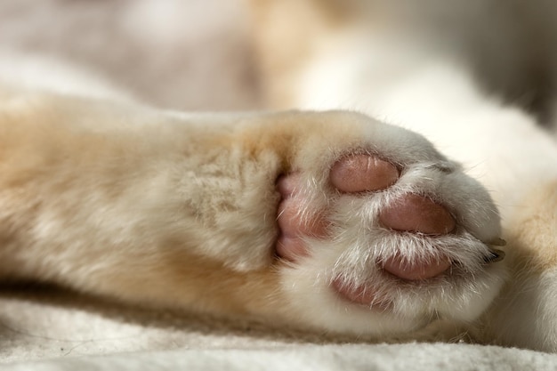Delicate zampe affascinanti di un gatto bianco con pastiglie rosa dirette nel primo piano della fotocamera