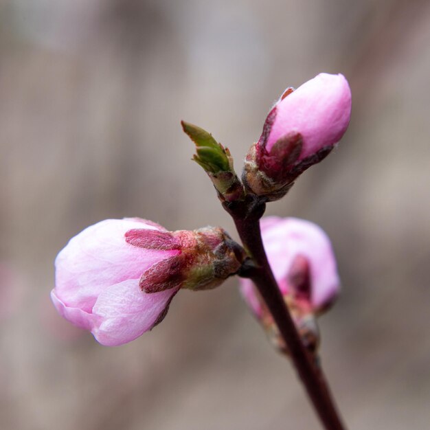 Delicati boccioli di ciliegio o pesca in fiore primaverile dolce in primo piano