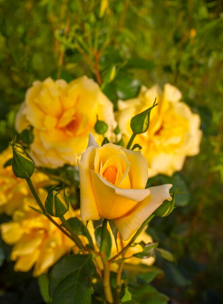 Delicati boccioli e fiori di rosa gialla