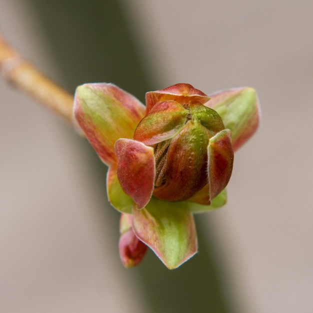 Delicati boccioli primaverili che fioriscono in primo piano