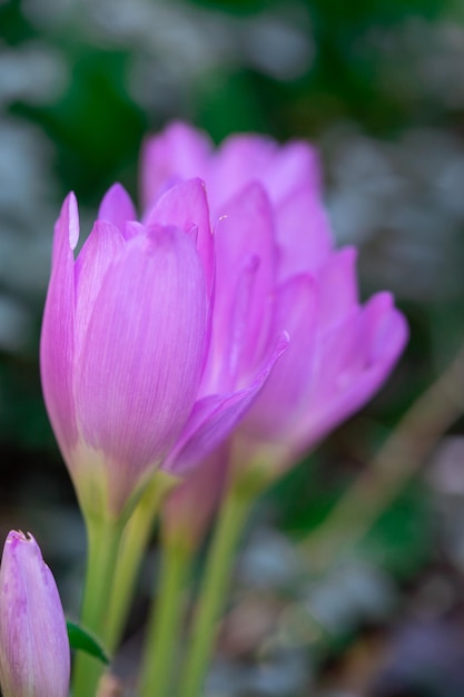 Delicati crochi primaverili rosa nel parco