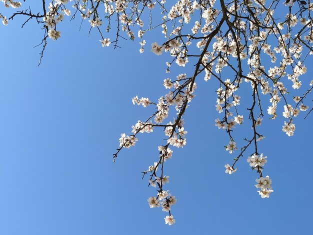 Delicati fiori bianchi di un melo Frutteto primaverile intero in lussureggianti fiori bianchi in fiore Pestelli e stami sono evidenti Primavera nel giardino Agricoltura Pericolo di congelamento sakura giapponese