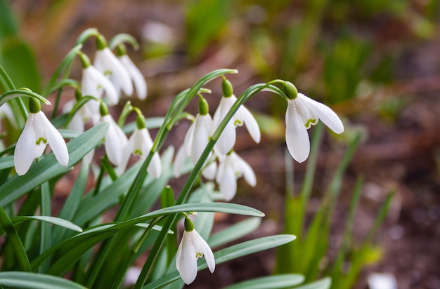 Delicati fiori di bucaneve all'inizio della primavera in giardino