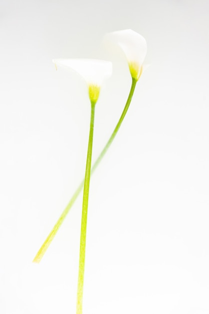 Delicati fiori di calla con petali fragili su sfondo bianco in studio con fumo