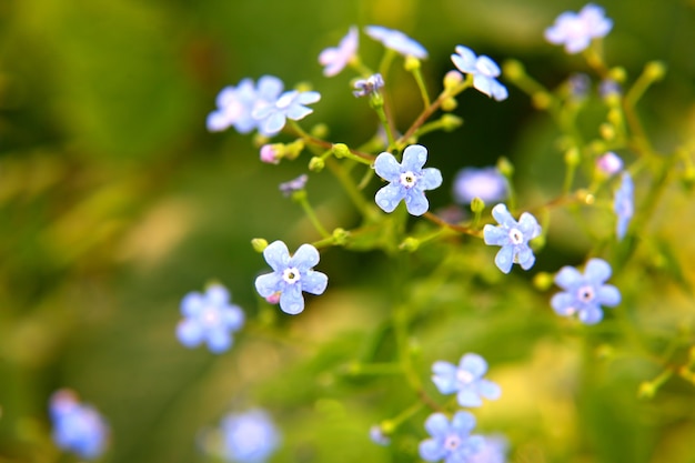 Delicati fiori di campo su sfondo verde