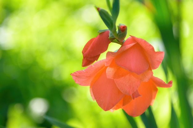 Delicati fiori di gladiolo rossi sotto i raggi del sole al tramonto in giardino