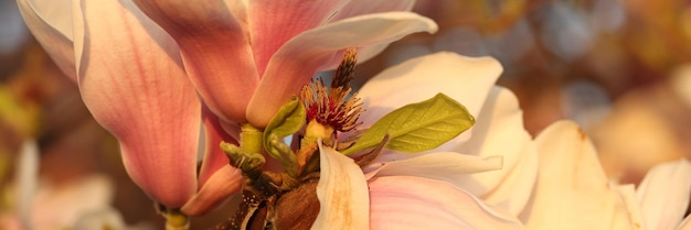 Delicati fiori di magnolia sul ramo nel giardino primaverile, piante esotiche fioriscono nel parco soleggiato