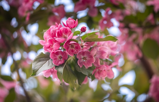 Delicati fiori di mela rosa Fiori di mela Primavera