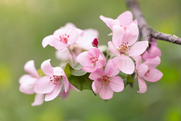 Delicati fiori di melo in primavera. Meleto.