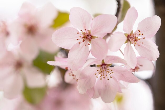 Delicati fiori di melo in primavera. Meleto.