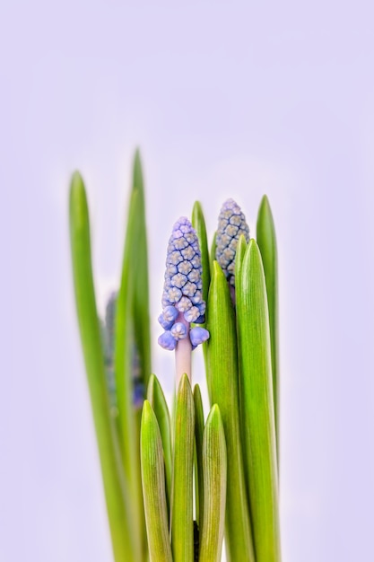 Delicati fiori di muscari primaverili su uno sfondo viola pallido