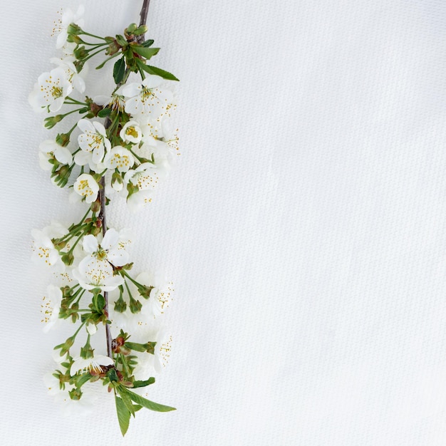 Delicati fiori di sakura primaverili si chiudono isolati su sfondo bianco con spazio per la copia per il design