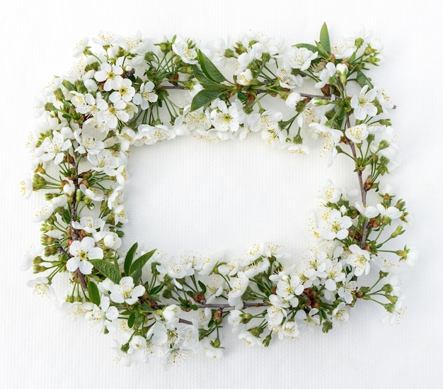 Delicati fiori di sakura primaverili si chiudono isolati su sfondo bianco con spazio per la copia per il design