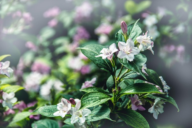 Delicati fiori di weigela rosa