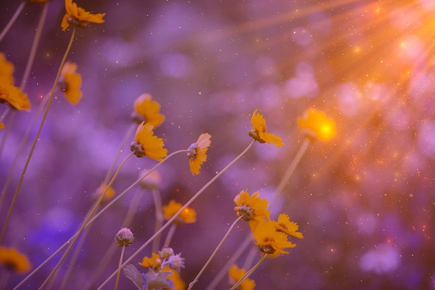 Delicati fiori gialli di campo nei raggi del sole al tramonto macchie di polvere dorata bokeh