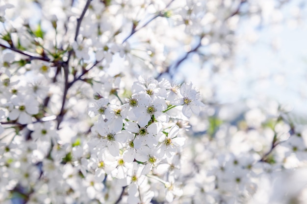 Delicati fiori primaverili sui rami