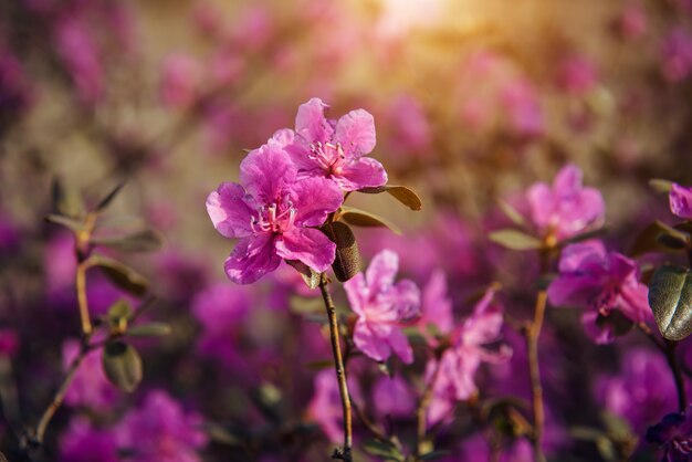 Delicati fiori rosa primaverili alla luce del sole, messa a fuoco morbida, primo piano. Fiori di ciliegio, mandorle, rododendro. Sfondo floreale.