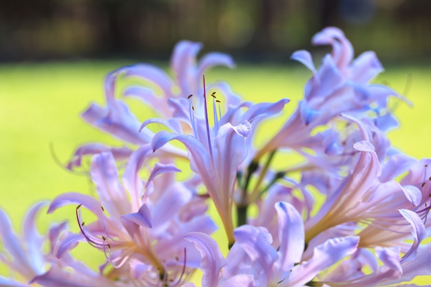 Delicati fiori viola in un giardino