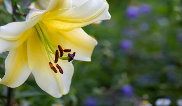 Delicati gigli gialli su sfondo naturale Fiori a bulbo in giardino