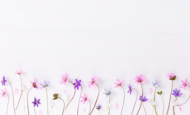 Delicati piccoli fiori di campo in rosa blu viola su sfondo bianco