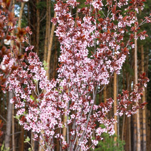 Delicati rametti di fiori di ciliegio in primavera